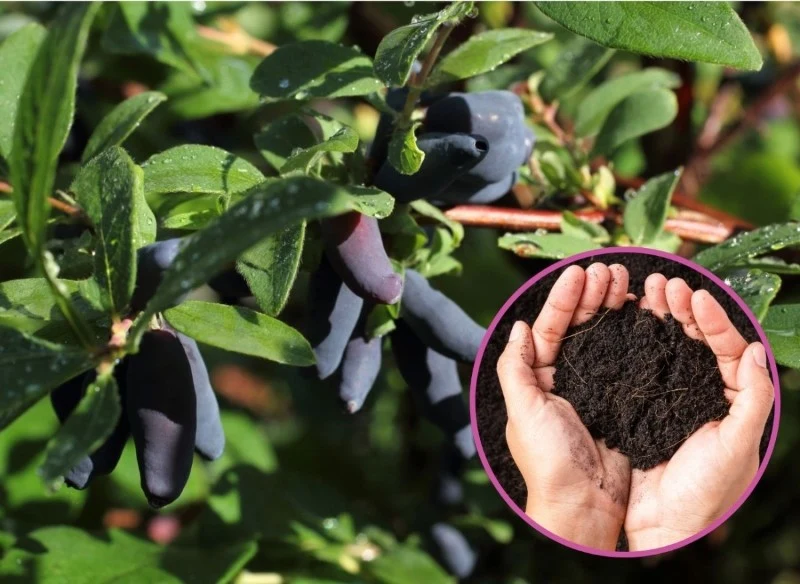 Nawożenie jagody kamczackiej wymaga wiedzy