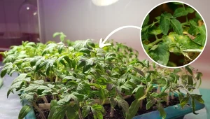 Liście należy obrywać już od samego początku uprawiania pomidorów. Dlaczego?