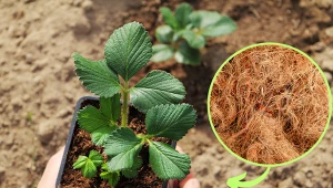 Wyjaśniamy, na czym polega uprawa truskawek na włóknie kokosowym. Fot. 123RF.com/CanvaPro
