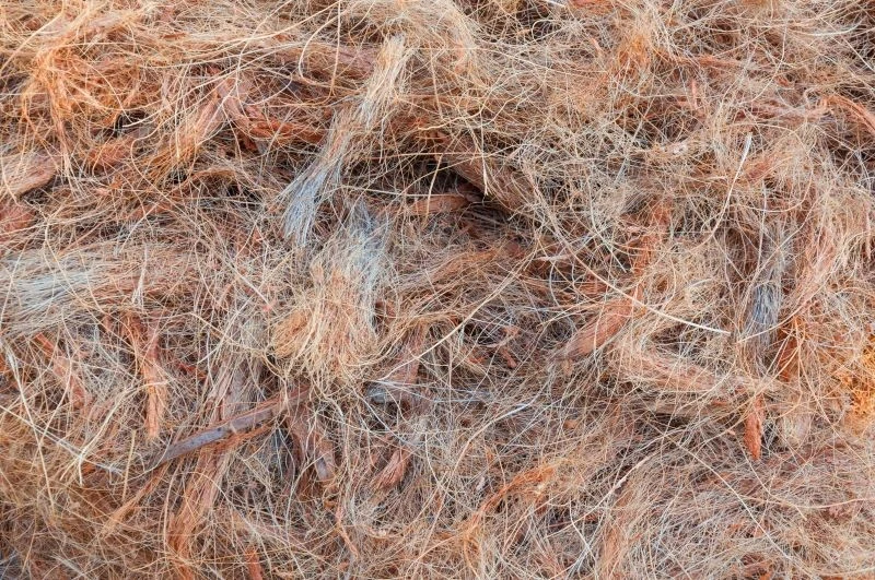 Uprawa truskawek na włóknie kokosowym przynosi wiele korzyści