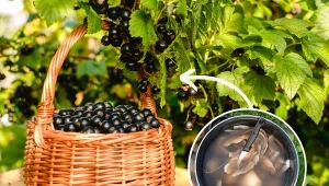 Do nawożenia czarnej porzeczki warto wykorzystać naturalne produkty.