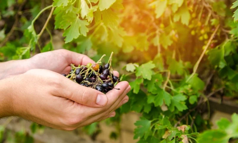 Czarna porzeczka ma wiele właściwości zdrowotnych
