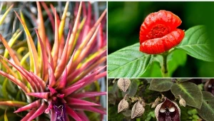 Niektóre nazwy roślin bywają dziwne i nietypowe.