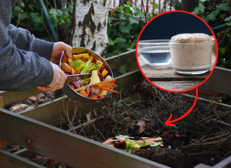 Drożdże przyśpieszają rozkład kompostu