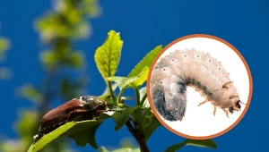 Jak pozbyć się chrabąszcza majowego?