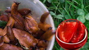 Jak pozbyć się ślimaków z ogrodu? Dobrze sprawdzają się naturalne opryski. Fot. 123RF.com/Picsel