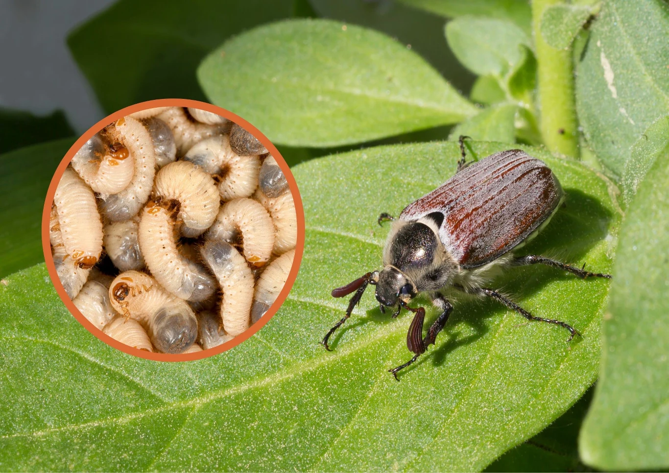Łatwo rozpoznać larwę chrabąszcza majowego.