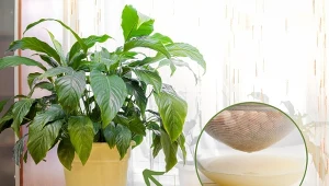 Poznaj przepis na najlepszą domową odżywkę do skrzydłokwiatu.