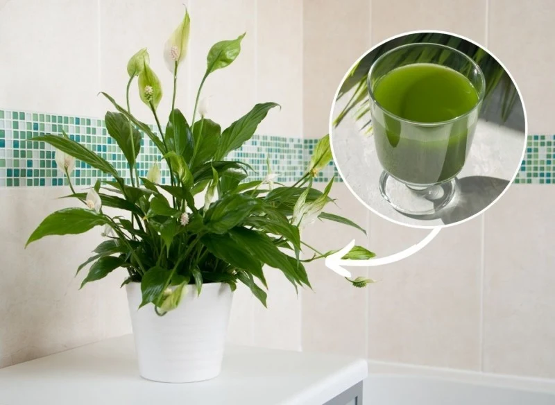 Podpowiadamy, jak przygotować domowy nawóz, który pobudzi skrzydłokwiat do kwitnienia