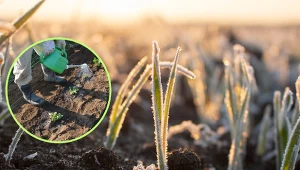 Wyjaśniamy, z jakimi pracami w ogrodzie należy się wstrzymać przed zimną Zośką. Fot. 123RF.com/CanvaPro