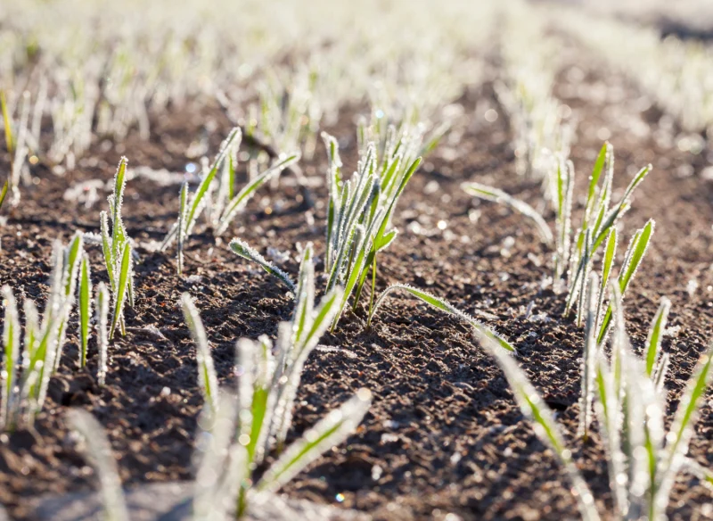 Majowe przymrozki mogą być niebezpieczne dla upraw