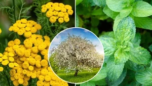 Choć pod drzewami owocowymi ziemia jest żyzna i wilgotna, nie można posadzić tam przypadkowych roślin.