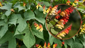 Wilec klapowany to silnie rosnące pnącze o oryginalnych kwiatach przypominających płomienie ognia.