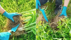 Dzielenie bylin to szybki i bardzo ekonomiczny sposób na pozyskanie nowych sadzonek do ogrodu. .