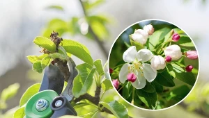 W maju przycina się krzewy kwitnące wczesną wiosną.