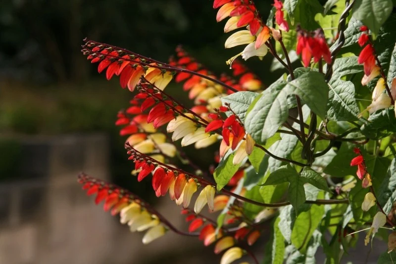 Wilec klapowany nie jest zbyt trudny w uprawie