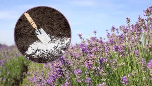 Sprawdź, jaką ziemię do lawendy wybrać i jaka gleba będzie najlepsza dla tej rośliny.