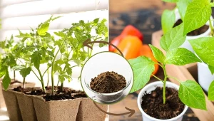Podpowiadamy, czym podlewać sadzonki pomidora i papryki, by zdrowo rosły.