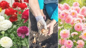 Rośliny cebulowe nie mają bardzo dużych wymagań co do gleby.