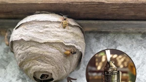 Osy w ogrodzie stwarzają zagrożenie dla naszego zdrowia i życia.