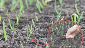 Kiedy dokładnie nawozić cebulę i czosnek i co powinien zawierać idealny nawóz?