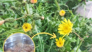 Jak pozbyć się chwastów, nie niszcząc roślin? Są na to naturalne naturalne, sprawdzone metody.