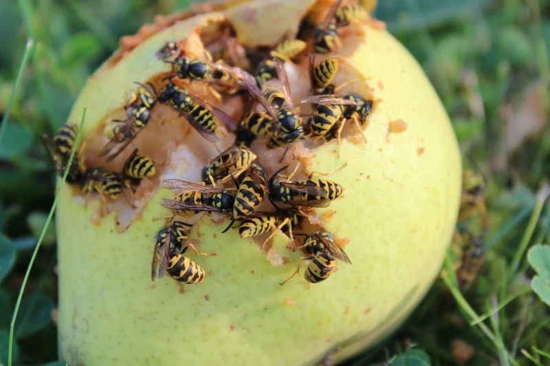 Zapach zgnilizny i fermentacji owoców wabi osy w ogrodzie