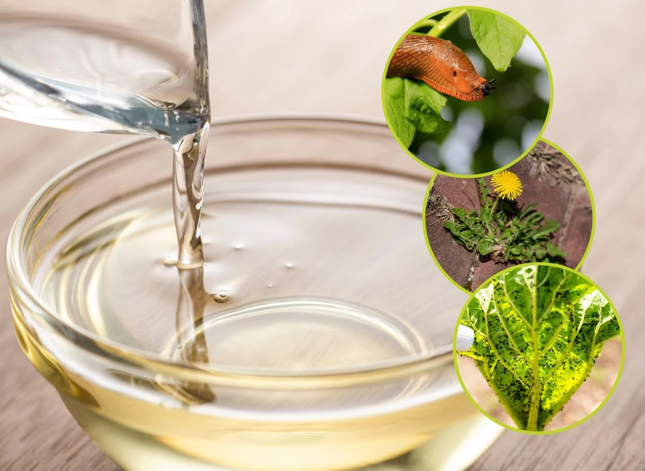 Jak ocet sprawdza się w ogrodzie