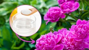 Aby zasilić kwitnienie piwonii, wiosną i jesienią warto je nawozić.