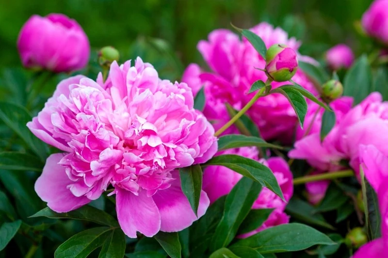 Podstawą pielęgnacji piwonii powinno być zapewnienie jej regularnego nawożenia