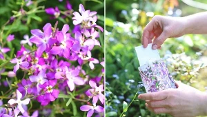 Lewkonię dwupłatkową warto siać zwłaszcza wokół tarasów, a także pod oknami.