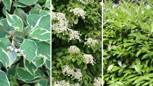 Podpowiadamy, na jakie żywopłoty szybko rosnące warto postawić w ogrodzie.