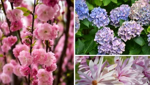 Sprawdź się i spróbuj rozpoznać kwitnące drzewa i krzewy. Fot. 123RF/PICSEL/Pexels