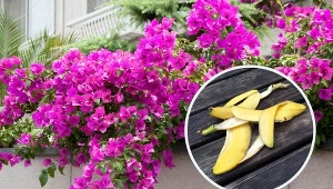 Wystarczy prosty trik, by pobudzić bugenwillę do kwitnienia.