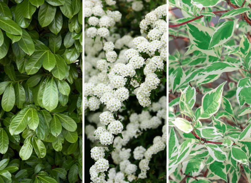 Żywopłoty liściaste pięknie prezentują się w ogrodzie