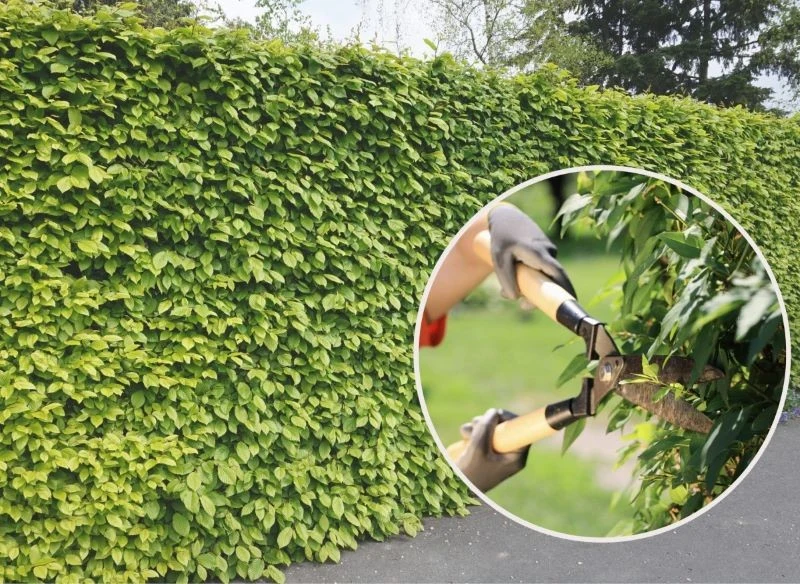 Żywopłoty liściaste są alternatywą dla tui i innych iglaków