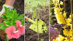 Maj w ogrodzie to czas intensywnych prac.