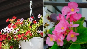 Sprawdź, jakie kwiaty nadają się na słoneczny i zacieniony balkon.