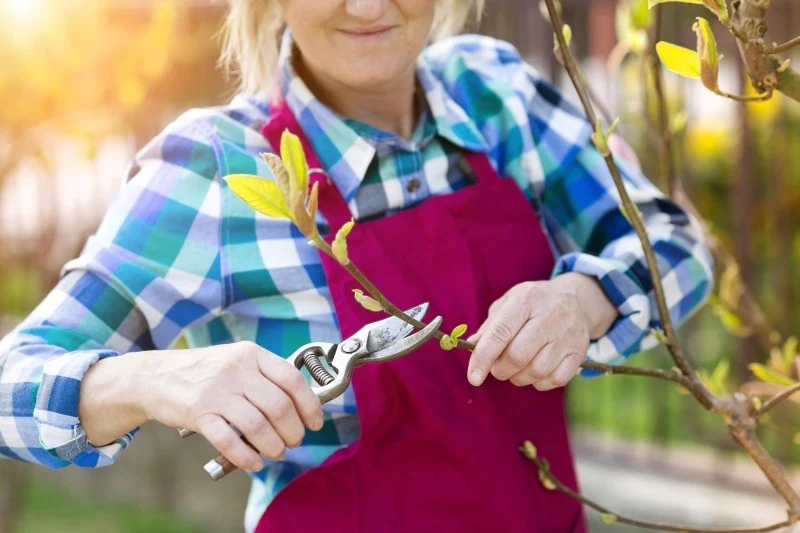 Maj w ogrodzie to czas przycinania niektórych drzew i krzewów