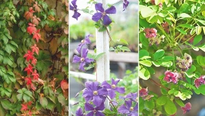 Rośliny, które szybko rosną i ozdobią każdą pergolę.