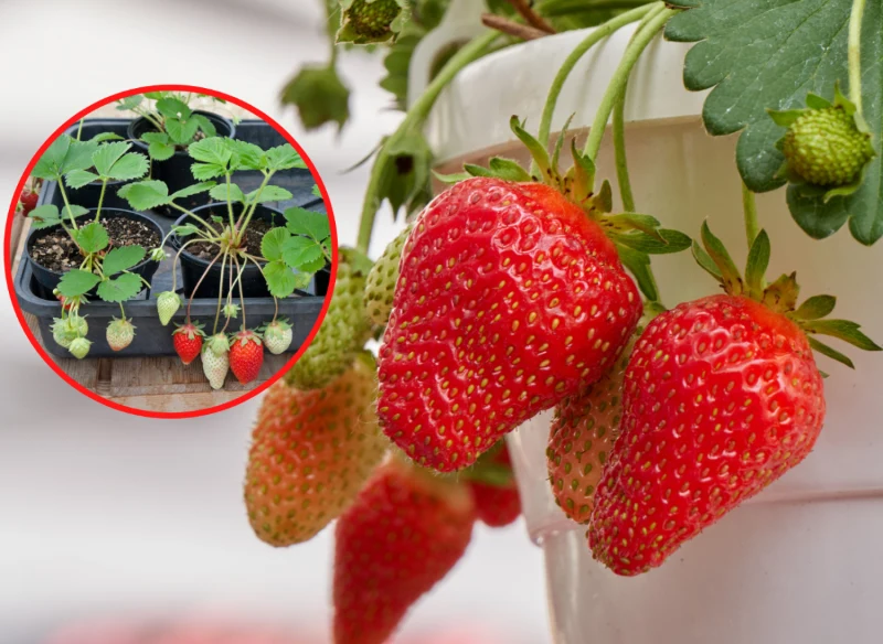 Maj to idealny moment, by zadbać o swoje truskawki