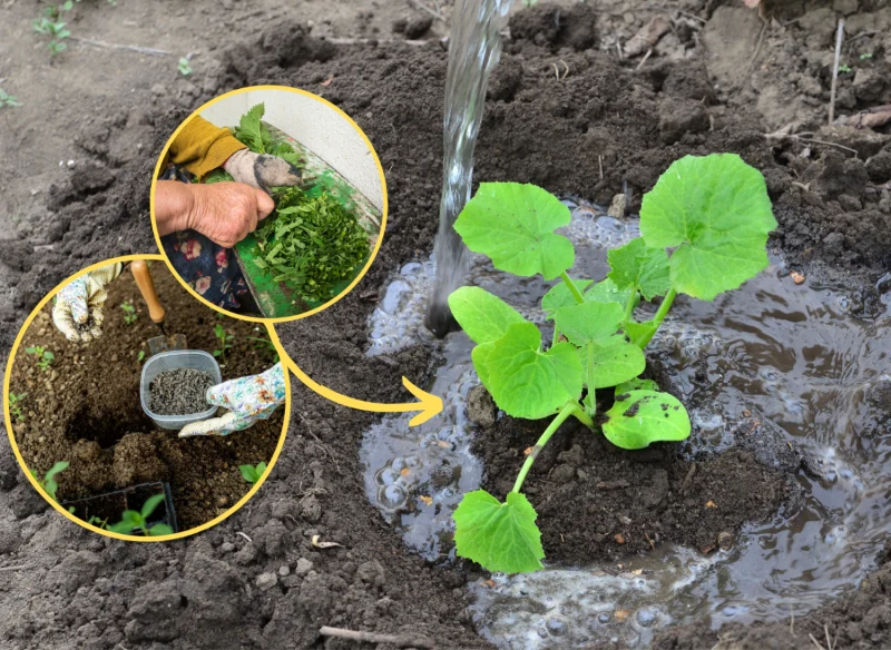 Wyjaśniamy, jaki nawóz wsypać na dono dołka podczas sadzenia ogórków, chcąc wzmocnić ich plonowanie