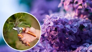 Bez lilak charakteryzuje się niepowtarzalnymi kwiatami.