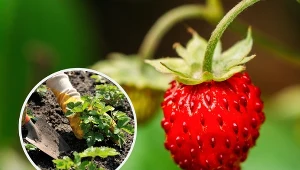 Poziomka jest coraz chętniej uprawiana w ogrodach.