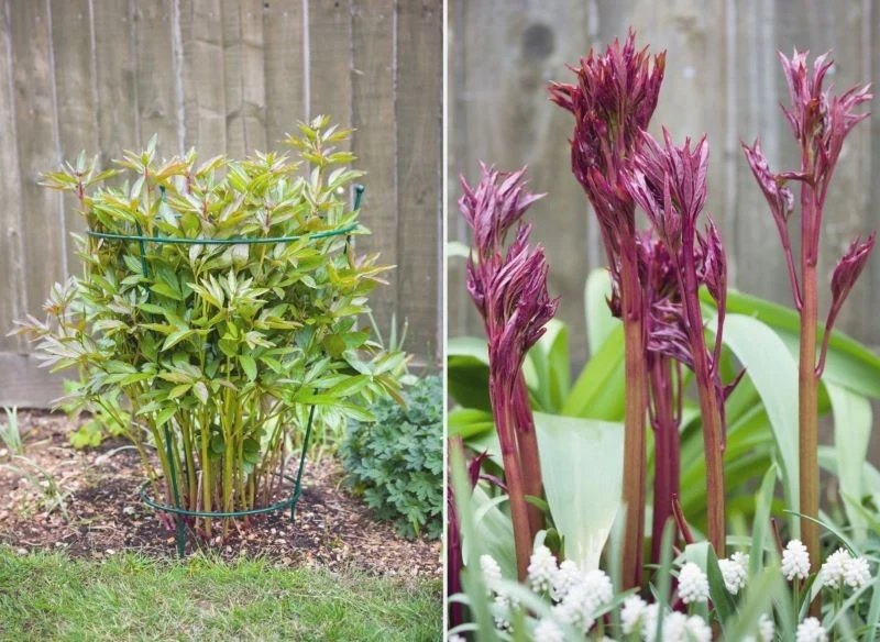 Gdy zadbasz o peonie w odpowiedni sposób, możesz cieszyć się pięknymi kwiatami przez wiele lat