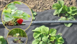 Do sadzenia truskawek wykorzystuje się agrowłókninę ściółkową.