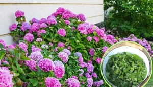 Wyjaśniamy, czym nawozić hortensje, by obficie kwitły.