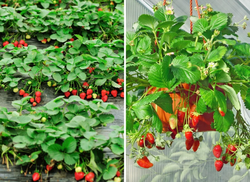 Wyjaśniamy, jakie odmiany truskawek będą najlepsze do uprawy w gruncie i donicach