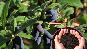 Nawożenie jagody kamczackiej wymaga wiedzy. Ważne są terminy.