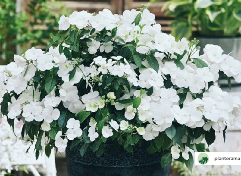 Wyjaśniamy, czym wyróżnia się hortensja Runaway Brid i jak ją uprawiać